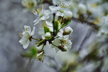 Mirabelle flower fully bloomed on a branch in spring white flower