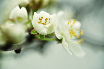 Fototapeta premium Mirabelle flower fully bloomed on a branch in spring white flower