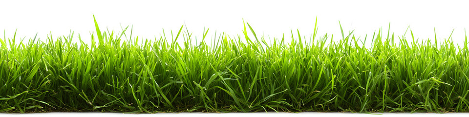 Fototapeta premium A lush green grass meadow stretches across a white background 