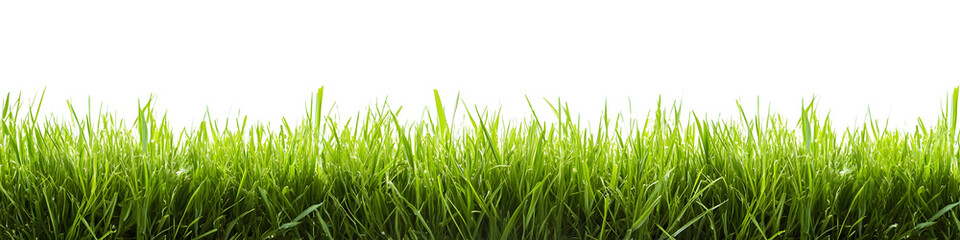 Obraz premium A lush green grass meadow stretches across a white background 