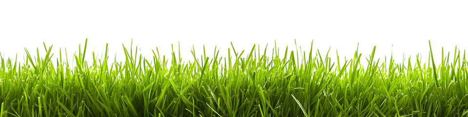 A lush green grass meadow stretches across a white background	