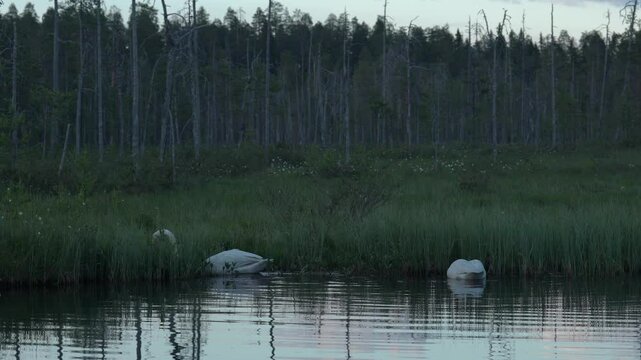 Whooper Swan, Cygnus cygnus, big white bird in the taiga lake in the summer forest, Kuhmo, Finland. Piar of swans in nature habitat. Euurope, wildlife nature.