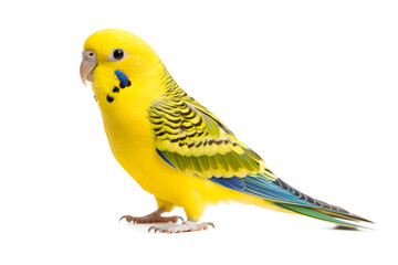 Obraz premium A vibrant yellow budgie stands alone on white backdrop. The budgerigar, also known as a wavy parrot