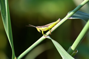ハネナガイナゴ