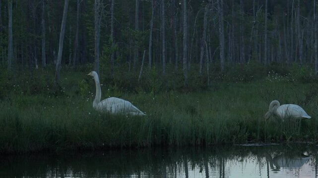 Whooper Swan, Cygnus cygnus, big white bird in the taiga lake in the summer forest, Kuhmo, Finland. Piar of swans in nature habitat. Euurope, wildlife nature.