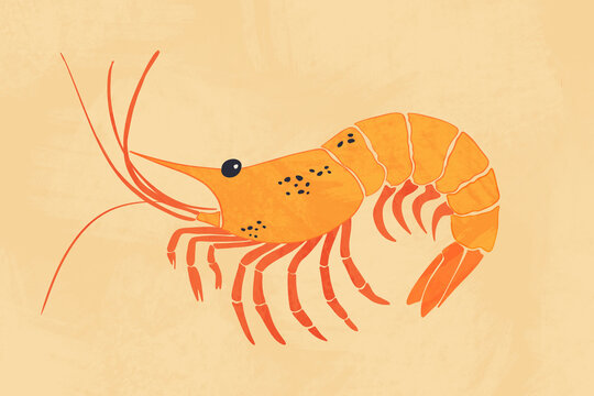 Illustration of a shrimp in Thanksgiving themed colors