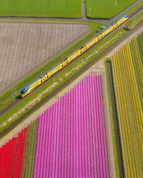Aerial view of colorful tulip fields with a train passing through, Schagen, Netherlands.