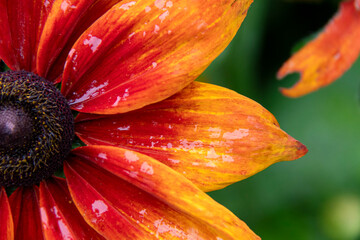 Orange and red flower Rudbeckia bicolor or coneflower macro picture