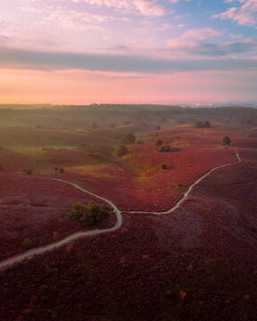 Aerial view of beautiful heather landscape with pink hues at sunrise, Posbank, Gelderland, Netherlands.