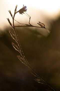 Empusa pennata praying mantis silhouetted at dusk