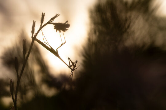 Silhouette of Empusa pennata at Sunset