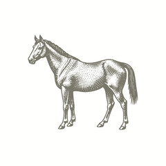 engraving of a horse is standing in a drawing