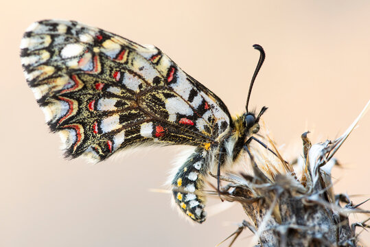 Close-up of a Harlequin Butterfly, Zerynthia rumina, on a Twig