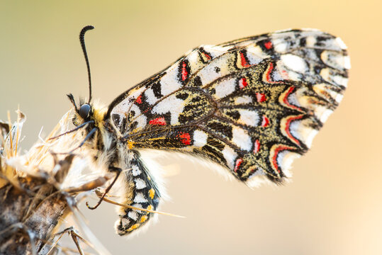 Harlequin butterfly, Zerynthia rumina, perched on plant