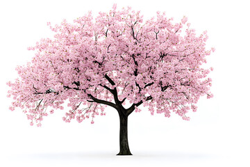 Obraz premium Sakura tree with pink blossoms stands alone against a white background