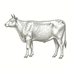 engraving of a cow is standing in a drawing on a white background