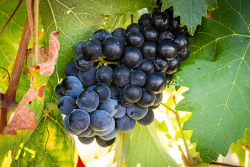 Vino, viña, uva, vid, vendimia, otoño, estación, recogida, fruto, tinto, claro, mosto.