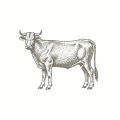 Fototapeta premium engraving of a cow is standing in a drawing on a white background