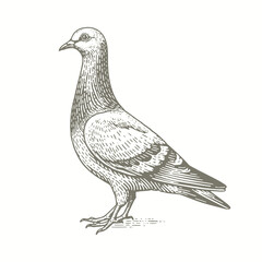 engraving of a drawing of a pigeon on a white background