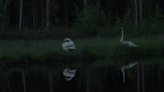 Whooper Swan, Cygnus cygnus, big white bird in the taiga lake in the summer forest, Kuhmo, Finland. Piar of swans in nature habitat. Euurope, wildlife nature.