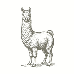 engraving of illustration of a llama on a white background