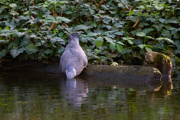 a wild pigeon drinking water from the lake.
