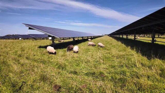 Sheep grazing in a field of solar panels with solar trackers and a windmill in the distance. Agrivoltaics concept where the land is shared between solar parks and sheep grazing.
