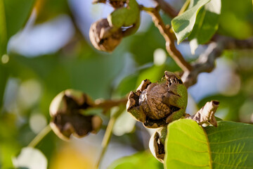 a ripe nut ready to fall out of its shell.