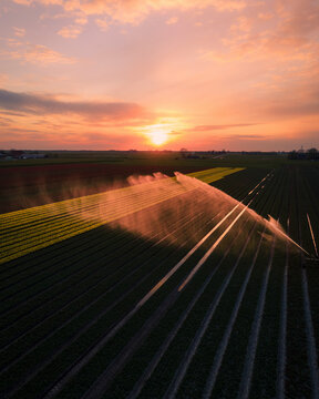 Aerial view of colorful tulip fields with sprinklers at sunset, Arum, Netherlands.