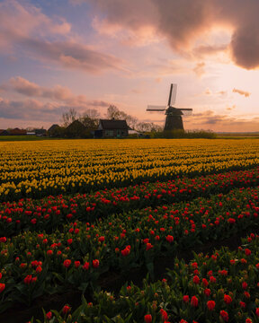 Aerial view of vibrant tulip fields with a traditional windmill at sunrise, 't Zand, North-Holland, Netherlands.