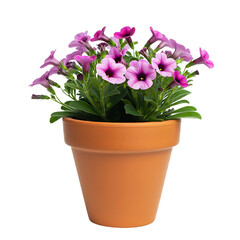 Bouquet of flowers sulfinia in a pot. png isolated background. transparent background