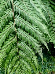 Fern Leaf Close Up Plant 