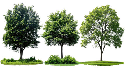 Fototapeta premium A tall green tree isolated on a white background with a clear view of its leaves and trunk