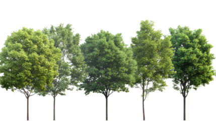 A tall green tree isolated on a white background with a clear view of its leaves and trunk