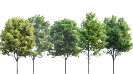 A tall green tree isolated on a white background with a clear view of its leaves and trunk
