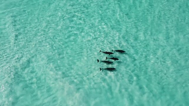 Aerial video of bottlenose dolphins swimming in the blue water of Esperance, in Western Australia. Amazing blue shallow water view from above. Drone footage of dolphins swimming close to shore.