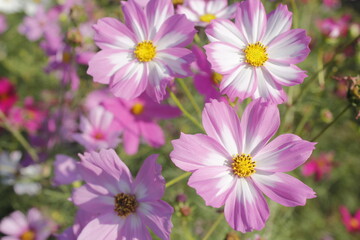 Obraz premium This picture shows a close-up of multiple pink flowers, possibly Cosmos flowers, in full bloom. The image captures the delicate petals and bright yellow centers of the flowers. 