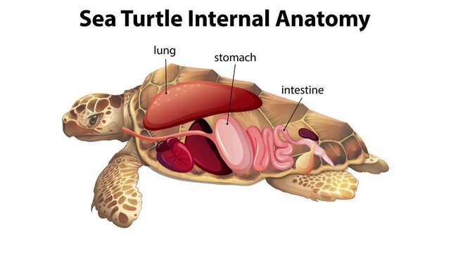 Sea Turtle Internal Anatomy Animation