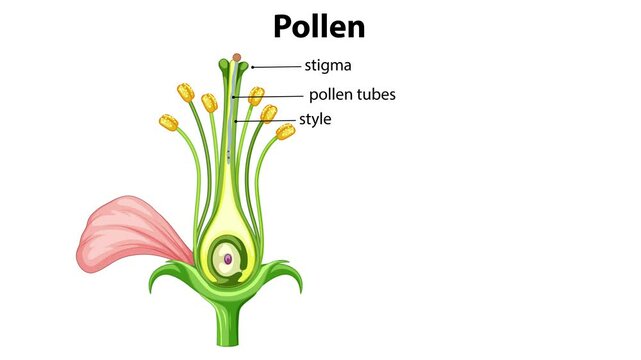 Pollen Fertilization and Seed Development