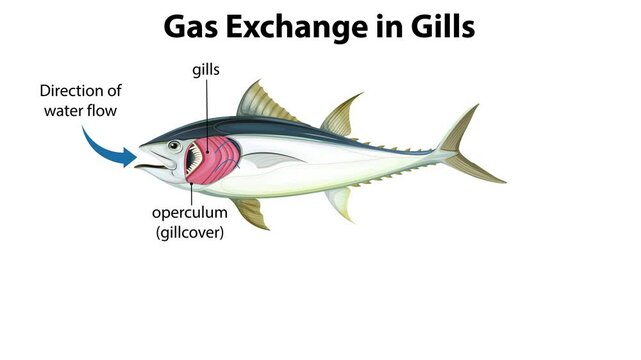 Fish Gill Gas Exchange Process