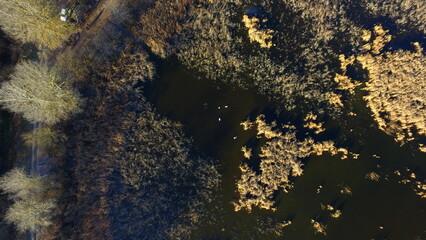 Aerial Autumn Landscape with Forest Textures and a Hidden Pond