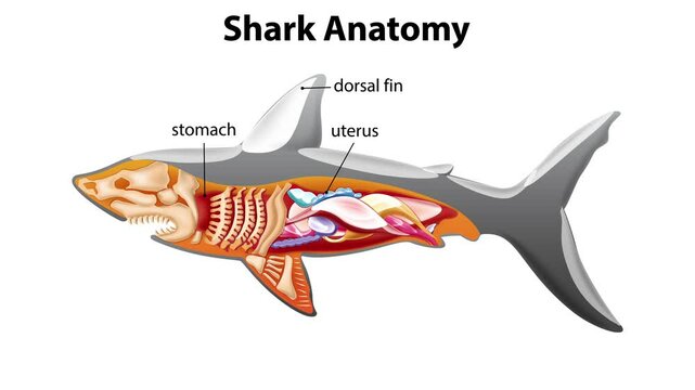 Shark Anatomy Diagram Animation