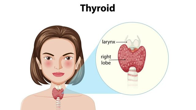 Thyroid Anatomy and Function Animation