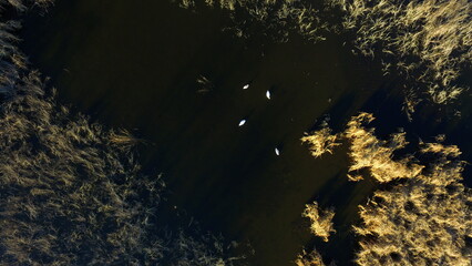Aerial Autumn Landscape with Forest Textures and a Hidden Pond