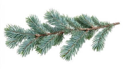 Horizontal Christmas tree branch blue spruce isolated on white background