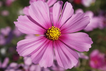 This picture shows a close-up of multiple pink flowers, possibly Cosmos flowers, in full bloom. The image captures the delicate petals and bright yellow centers of the flowers. 