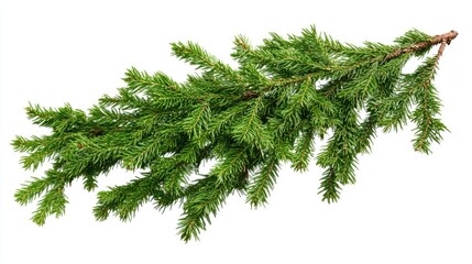 Horizontal Christmas tree branch isolated on white background