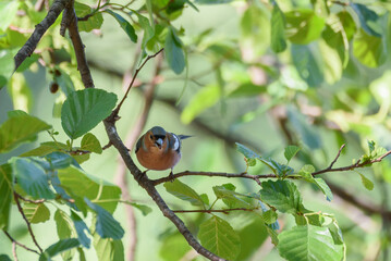 Selective focus photo. Common chaffinch bird Fringilla coelebs.