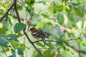 Selective focus photo. Common chaffinch bird Fringilla coelebs.