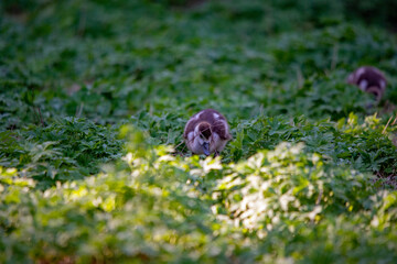 Junge Nil Gänse im Gras